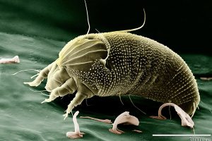 Dust Mites