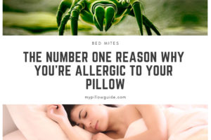 Bed mites: Why You’re Allergic to Your Pillow