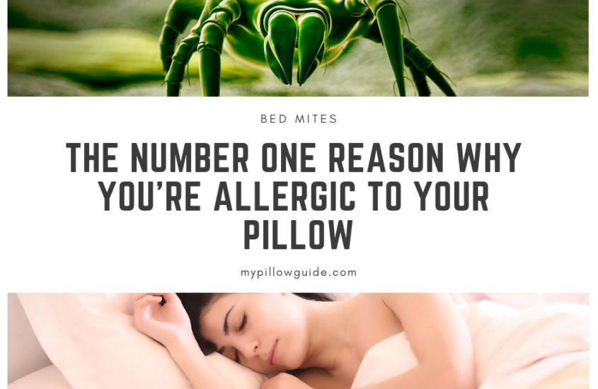 Bed mites: Why You’re Allergic to Your Pillow